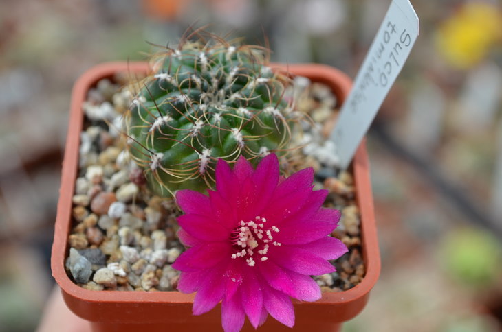 Sulcorebutia Tominense