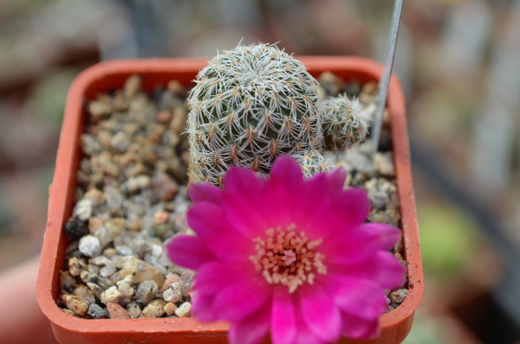 Sulcorebutia Verticillacantha var. Taratensis