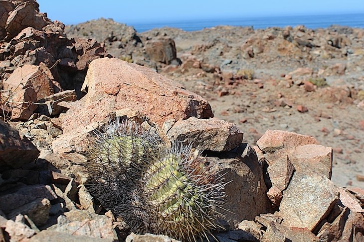 Copiapoa calderana v. spinosior