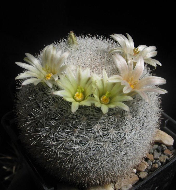 Mammillaria candida