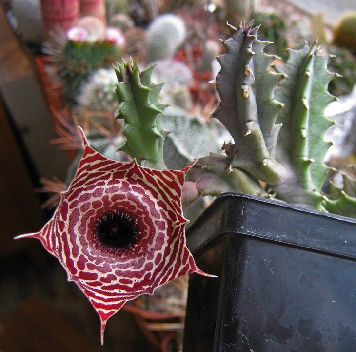 Huernia guttata ssp. reticulata IMG_1516.jpg