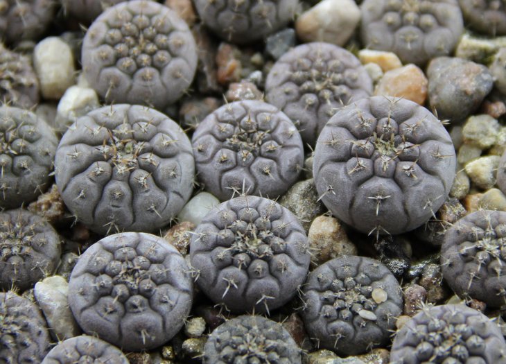 Gymnocalycium bodenbenderianum VG1243    kk335.4193