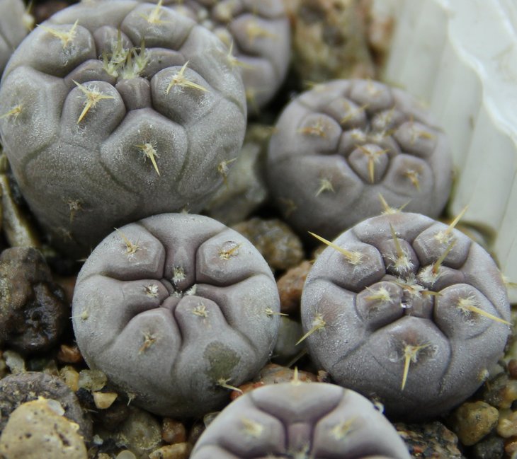 Gymnocalycium borthii nogolense VG685 Ea La Elvira S.L.   kk335.443