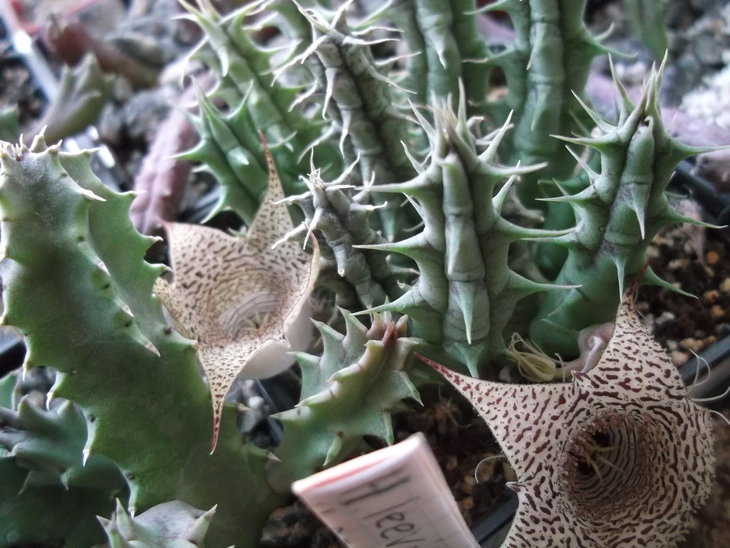 DSCF4633.JPG