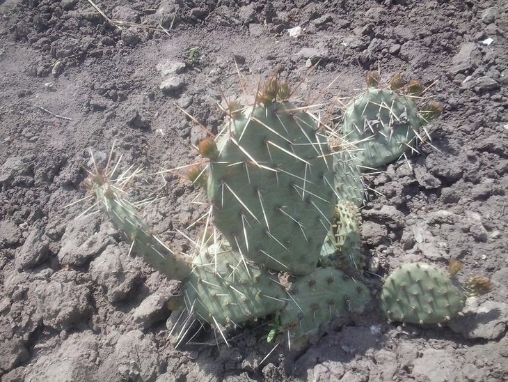 2016-05-01 Opuntia phaeacantha var. camanchica.jpg