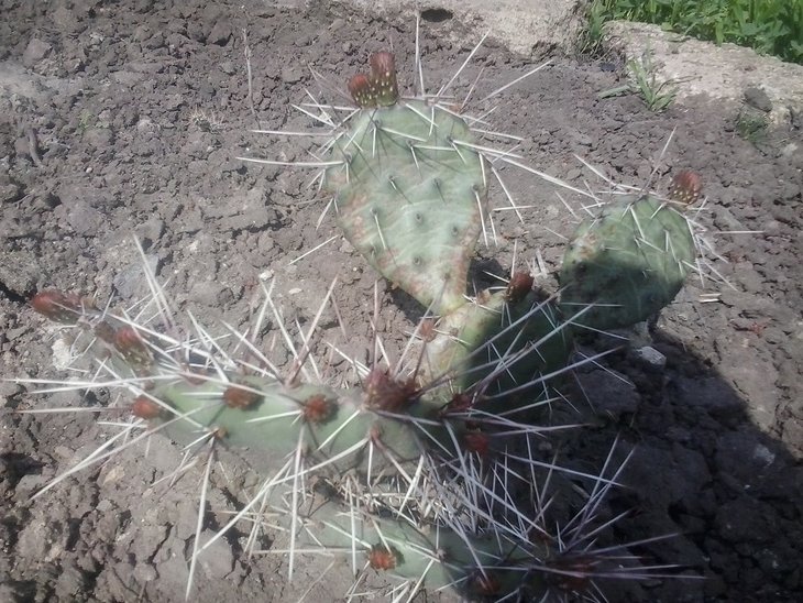 2016-05-01 Opuntia macrorhiza №1.jpg