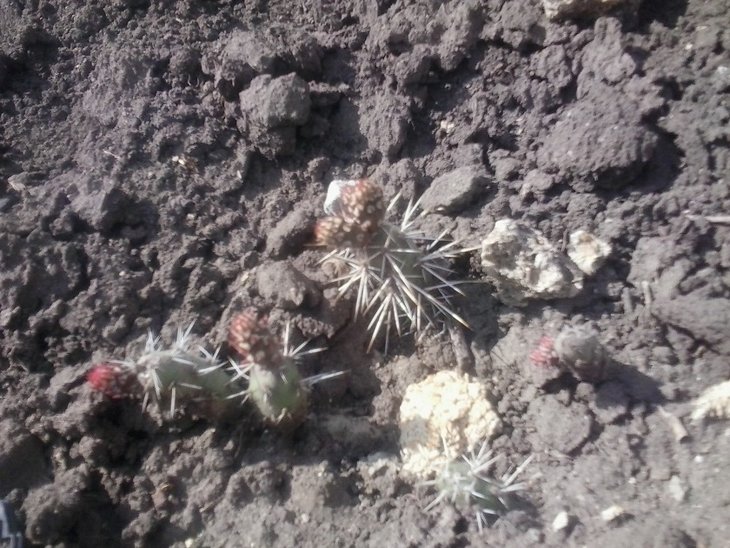 2016-05-01 Opuntia fragilis №2.jpg