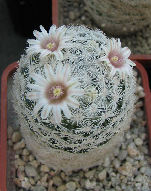 Mammillaria egregia