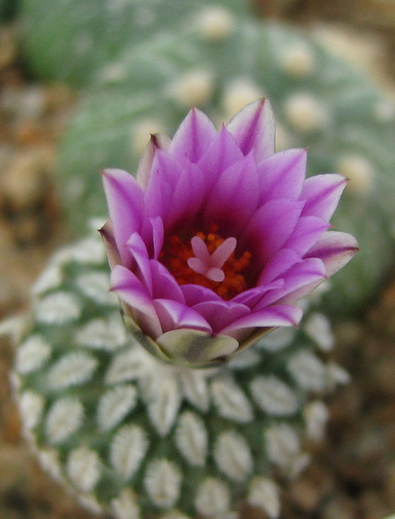 Turbinicarpus pucherrimus