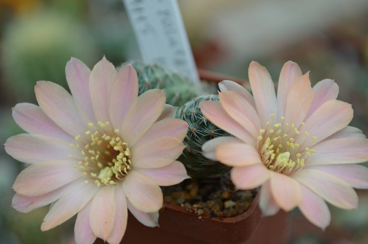 Lobivia Rosalbiflora FR 1115