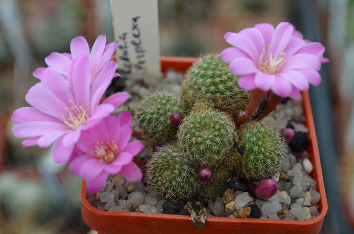 Rebutia Perplexa