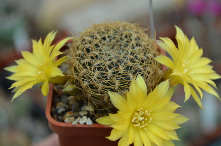 Sulcorebutia Candiae