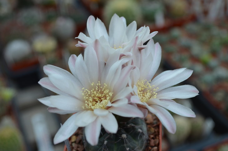 Gymnocalycium Taningaense