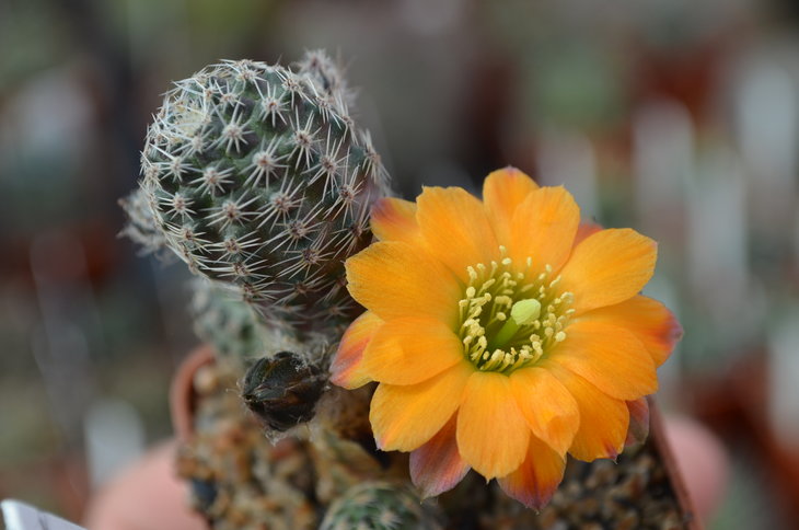 Lobivia Pygmeae v. Diersiana