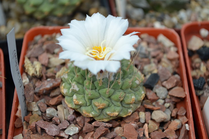 Strombocactus Disciformis SB 174 (Vizaron)