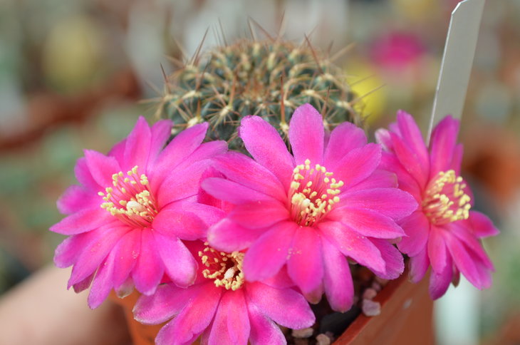 Sulcorebutia Glomerispina
