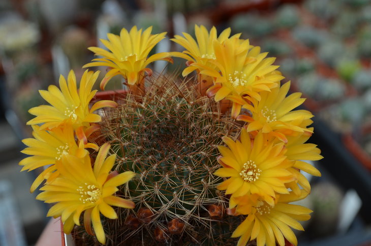 Sulcorebutia Menesesii
