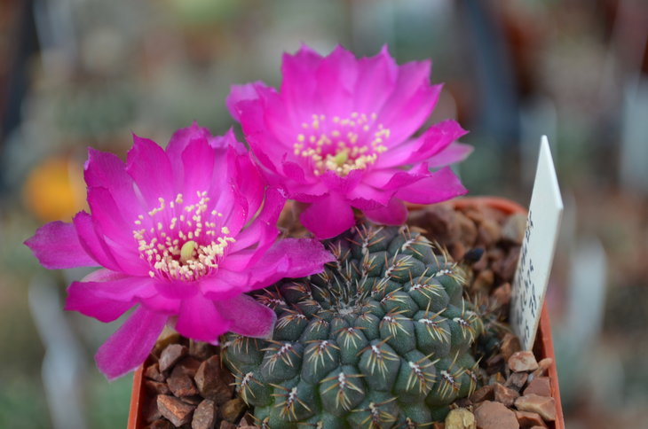 Sulcorebutia Pulchra HS 78