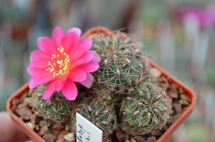 Sulcorebutia Steinbachii HS 89