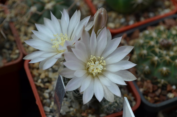 Gymnocalycium Bruchii STO 230