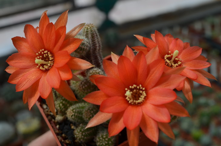 Hamaecereus Silvestrii