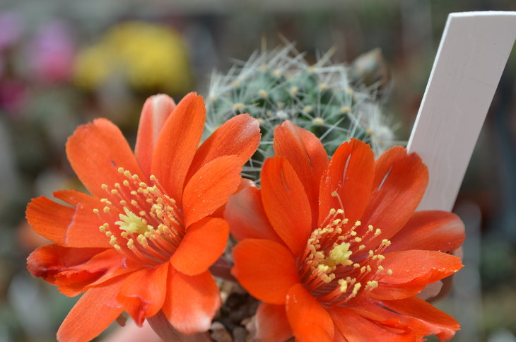Lobivia Steinmannii var. applanata