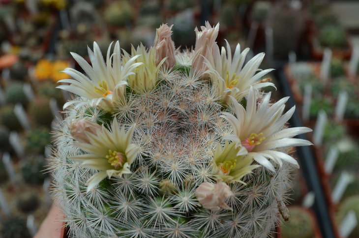 Mammillaria Candida