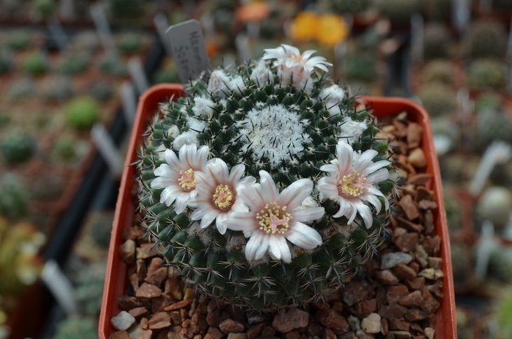 Mammillaria Formosa