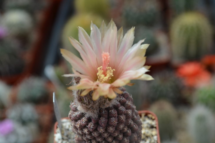 Neochilenia Krausii