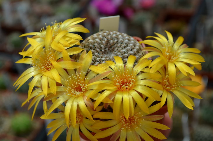 Sulcorebutia Arenacea