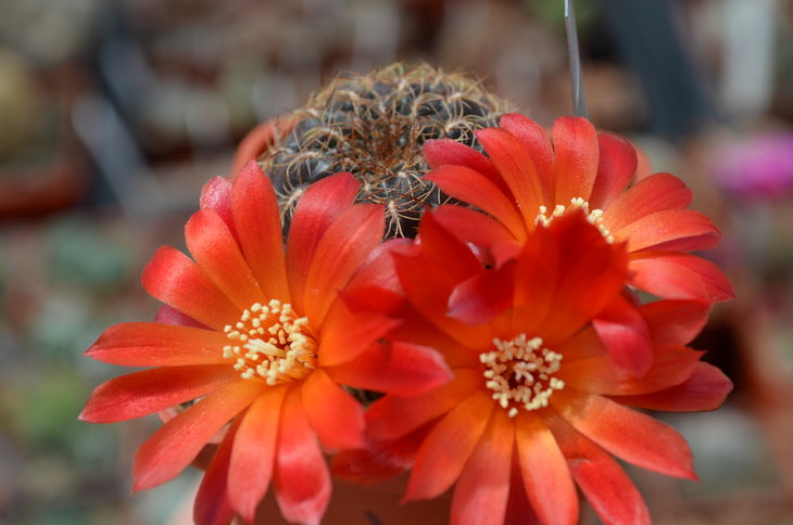 Sulcorebutia Verticillacantha var. Cuprea