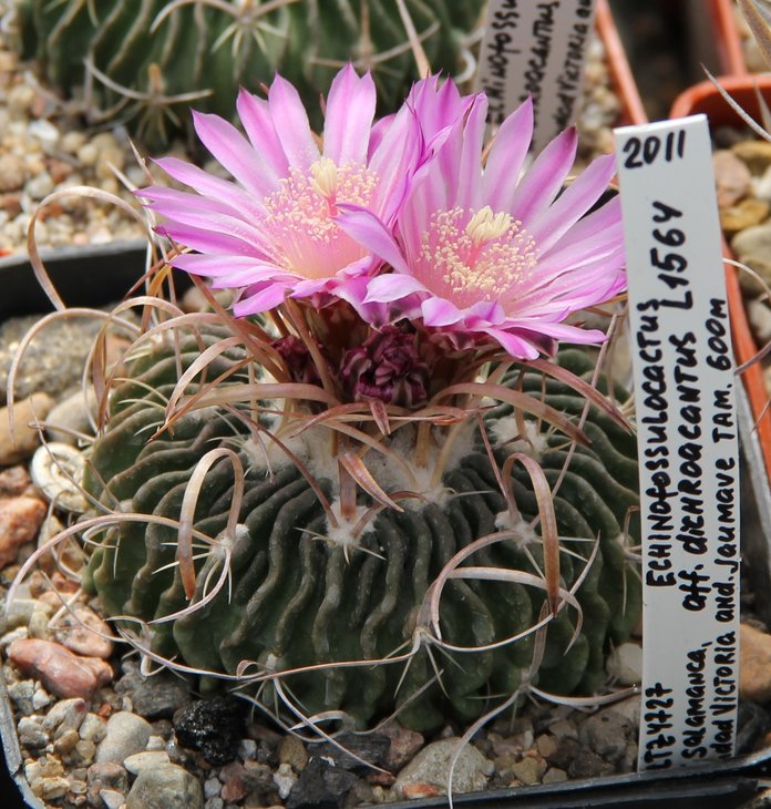 Echinofossulocactus aff.dichroacanthus L1564...
