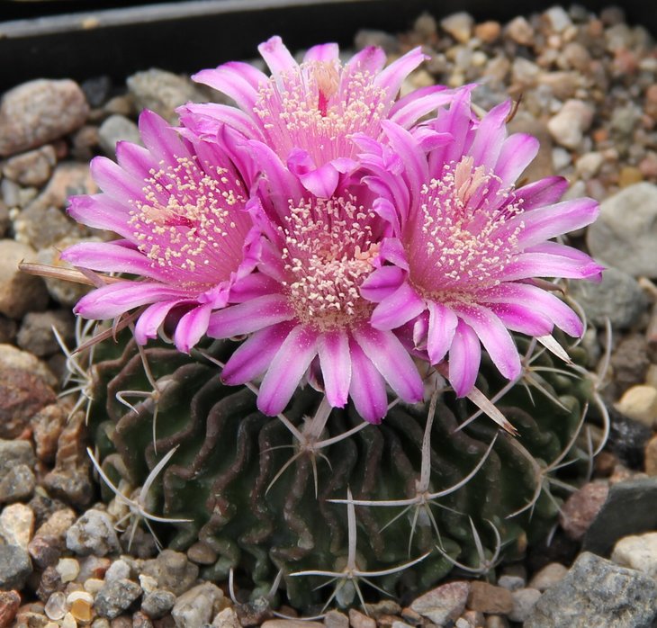 Echinofossulocactus aff.dichroacanthus L1564...