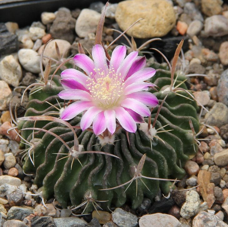 Echinofossulocactus aff.dichroacanthus L1564...