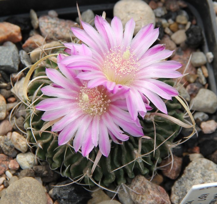 Echinofossulocactus aff.dichroacanthus L1564...