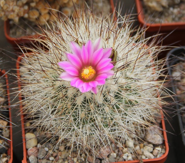 Gymnocactus beguinii senilis francii MZ197...