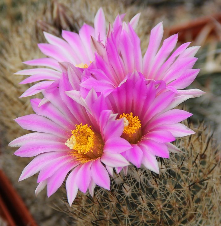 Gymnocactus mandragora.