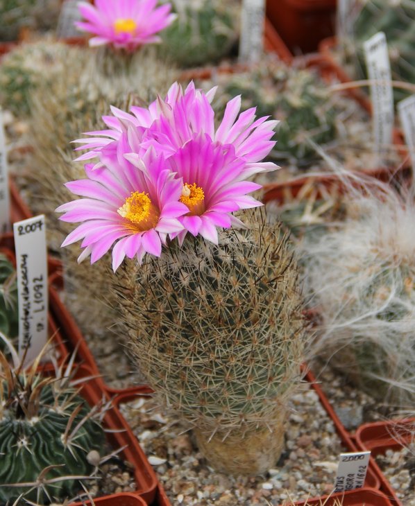 Gymnocactus mandragora.