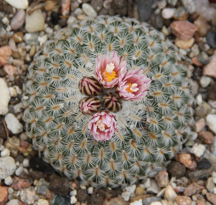 Gymnocactus yesabelae hybr..