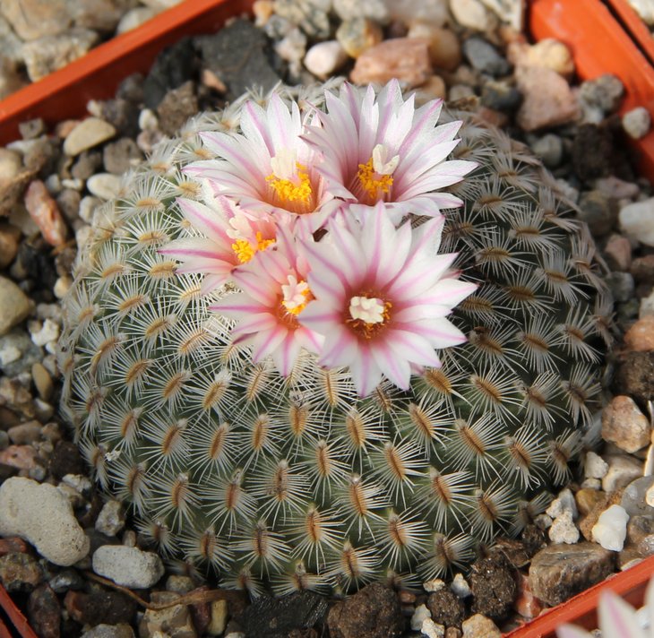 Gymnocactus yesabelae hybr..