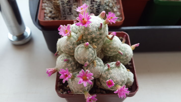 Mammillaria herrerae