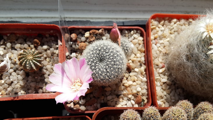 Rebutia narvaecensis