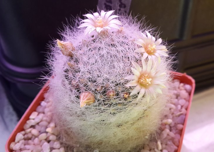 Mammillaria scheinvariana