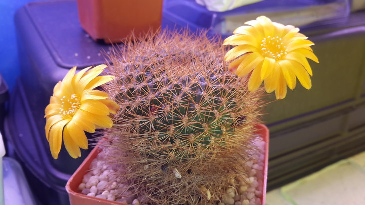 Sulcorebutia menesesii
