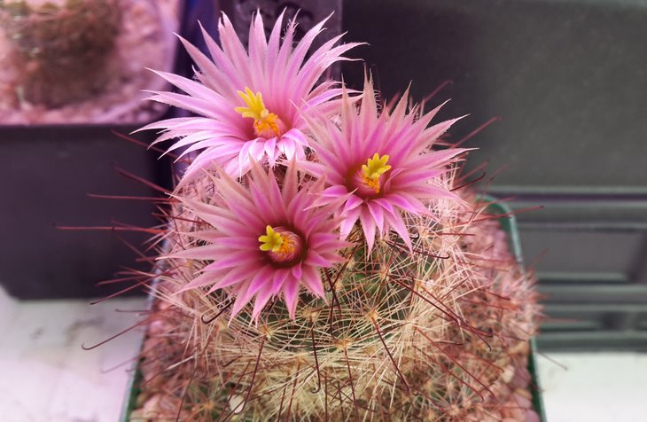 M.wrightii ssp wilcoxii (mediorosei) SB3