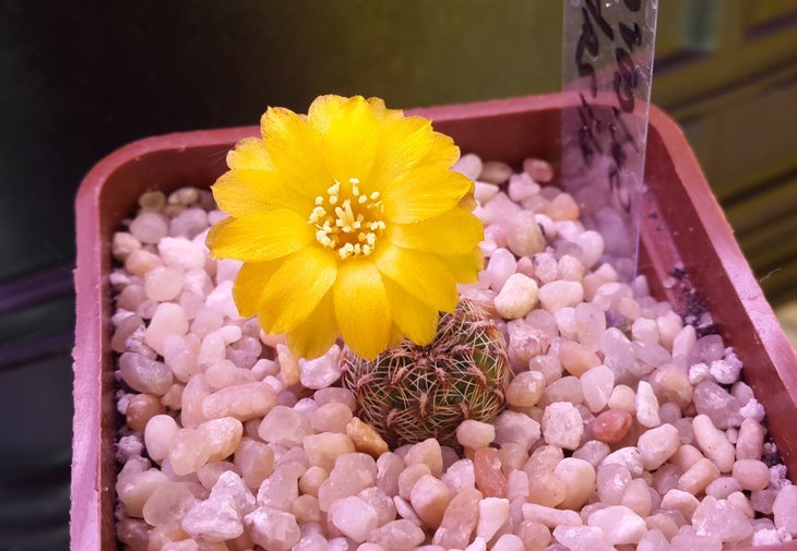 Sulcorebutia elizabethae VZ204