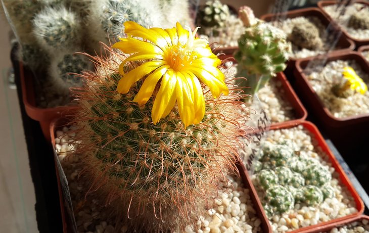 Parodia mutabilis