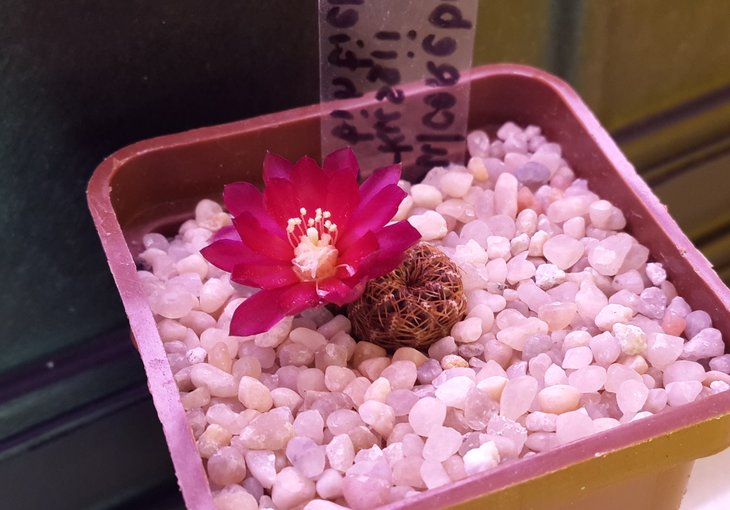 Sulcorebutia markusii ssp tintiensis HS57