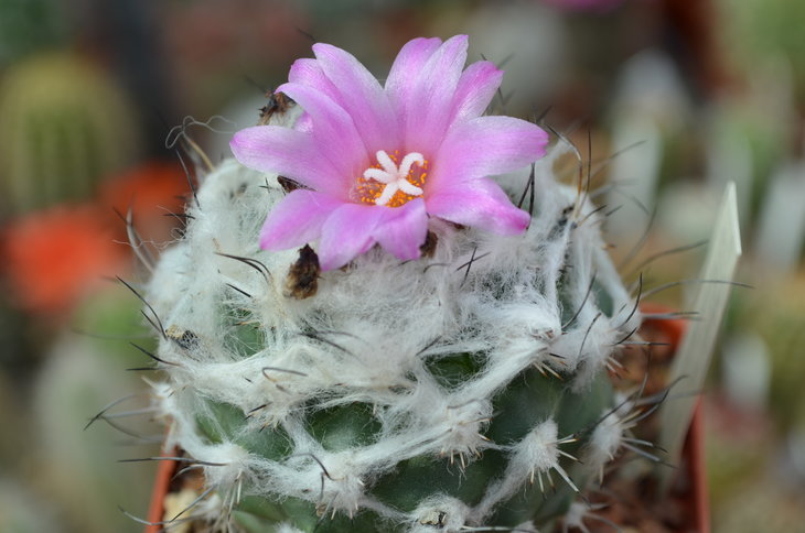 Gymnocactus Vierekii