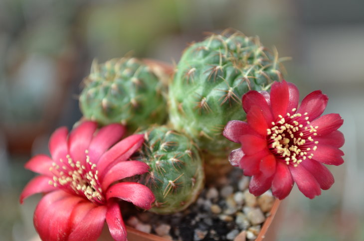 Sulcorebutia  Polymorpha